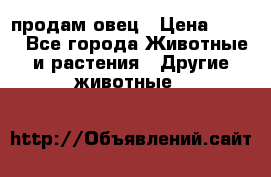  продам овец › Цена ­ 100 - Все города Животные и растения » Другие животные   